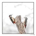 Boutique Cartes (Faire-part) 